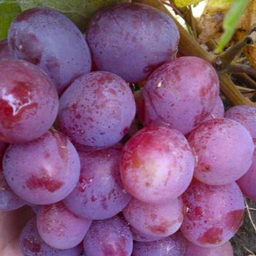 Winorosl-Wojewoda.jpg