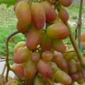 Winorosl-Wiktor.jpg