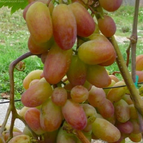 Winorosl-Wiktor.jpg