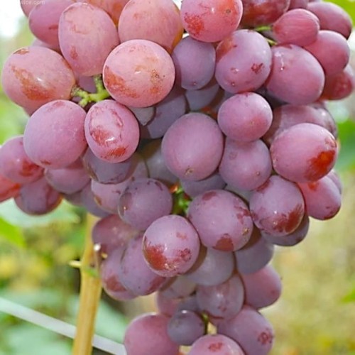 Winorosl-Sudar.jpg