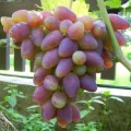 Winorosl-Nadiezda-Ukrainska.jpg
