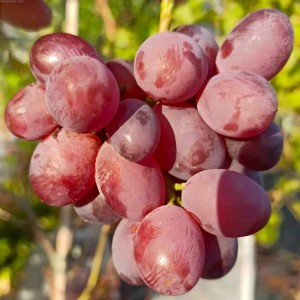 Winorośl 'Waleria' (Vitis)