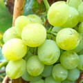 Winorosl-Bielyj-Kokl.jpg