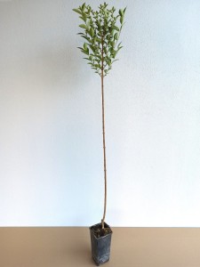 Ligustr jajolistny zimozielony na pniu (Ligustrum) 