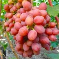 Winorosl-Gurman-Rannyj.jpg