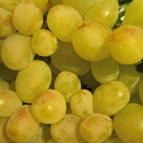 Winorosl-Ala.jpg