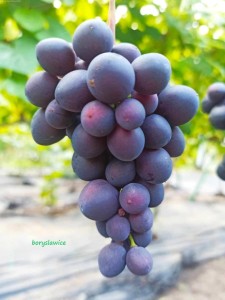 Winorośl 'Krasotka' (Vitis)