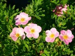 Pięciornik krzewiasty 'Pink Queen' (Potentilla)