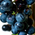 Winorośl Muscat Bleu