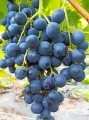 Winorośl Muscat Bleu