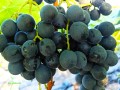 Winorośl Muscat Bleu