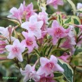 Krzewuszka cudowna Variegata