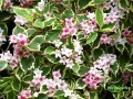 Krzewuszka cudowna Variegata