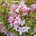 Krzewuszka cudowna Variegata