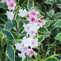 Krzewuszka cudowna Variegata