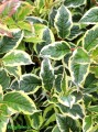 Krzewuszka cudowna Variegata