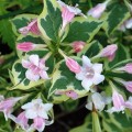 Krzewuszka cudowna Variegata