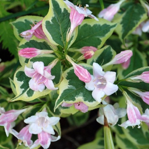 Krzewuszka cudowna Variegata