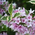 Krzewuszka cudowna Variegata