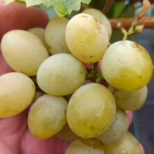 Winorośl 'Wostorg Idealnyj' (Vitis)