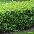 Ligustr pospolity Lodense