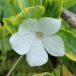 Barwinek 'Alba Variegata' (Vinca) w P11