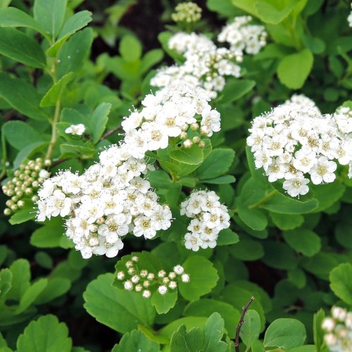 Tawuła brzozolistna (Spiraea)