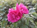 Róża pomarszczona Moje Hammarberg