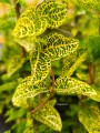 Wiciokrzew japoński Aureoreticulata