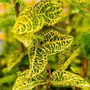  Wiciokrzew japoński 'Aureoreticulata' (Lonicera)