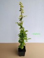 Wiciokrzew japoński Aureoreticulata sadzonka