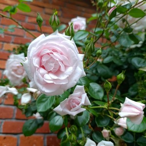 Róża pnąca 'New Dawn' (Rosa)