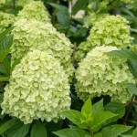 Hortensja bukietowa 'Limonkowa' (Hydrangea)