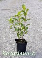Hortensja bukietowa Limonkowa
