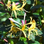 Wiciokrzew japoński 'Purpurea' (Lonicera)