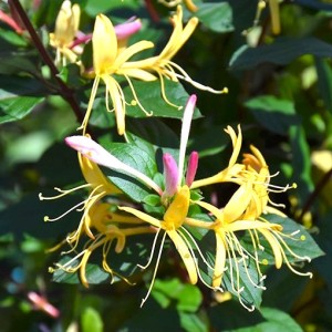 Wiciokrzew japoński 'Purpurea' (Lonicera)
