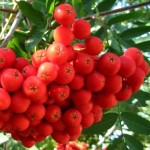 Jarzębina czerwona (Sorbus)