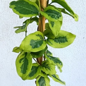 Wiciokrzew japoński 'Kogel Mogel' (Lonicera)
