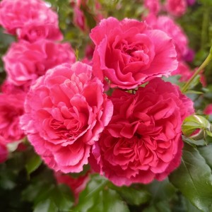 Róża pnąca 'Kortersen' (Rosa)