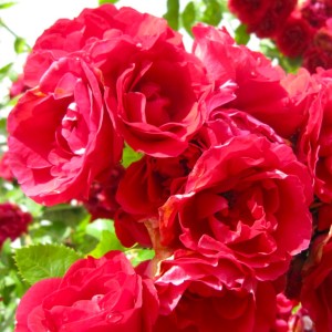 Róża pnąca 'Korflata' (Rosa)