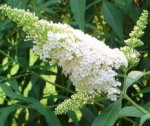 Budleja Dawida 'White Profusion' (Buddleja)