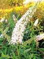 Budleja Dawida White Profusion
