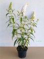 Budleja White Profusion sadzonka