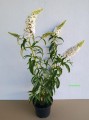 Budleja White Profusion sadzonka