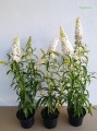 Budleja White Profusion sadzonki