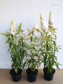 Budleja White Profusion sadzonki