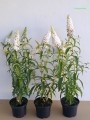 Budleja White Profusion sadzonki