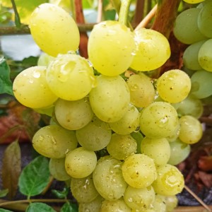 Winorośl 'Sputnik Siewiernokaukaski' (Vitis) sadzonka 3-letnia