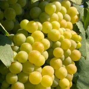 Winorośl 'Citronny Magaracha' (Vitis)