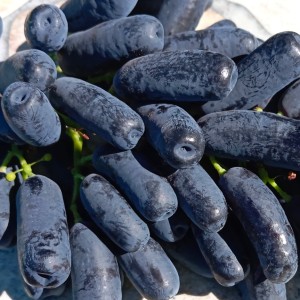 Winorośl 'Awatar' (Vitis)